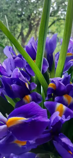 Шляпная коробка с ирисами 