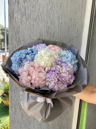 Разноцветные гортенизии